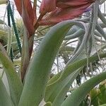 Tillandsia cajamarcensis Hábito