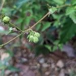 Croton trinitatis Fruit