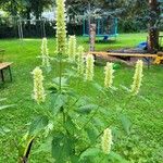 Agastache rugosa Libunga