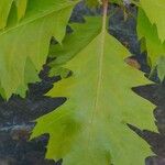 Quercus velutina Frunză