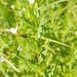 Gratiola officinalis Flower