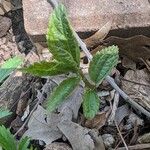 Boehmeria cylindrica Blatt