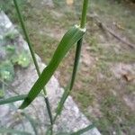 Chloris barbata Leaf