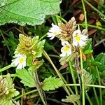 Euphrasia stricta പുഷ്പം