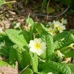 Primula vulgaris Cvet