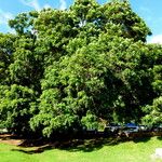 Jacaranda mimosifolia Hábito