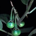 Solanum subinerme Fruto