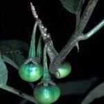 Solanum subinerme Fruit