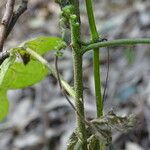 Solanum aculeastrum چھال