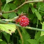 Rubus spectabilis Плід