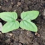 Ipomoea alba Leaf