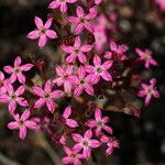 Pistorinia hispanica Flower