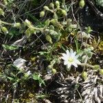 Cerastium pumilum Flower