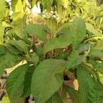 Solanum erianthum Leaf