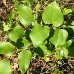 Smilax rotundifolia Leaf