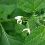 Solanum americanum പുഷ്പം