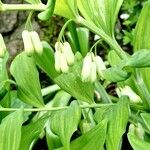 Polygonatum × hybridum Fuelha