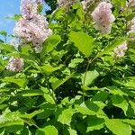 Syringa josikaea Flower