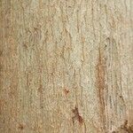 Mouriri nervosa Kabuk
