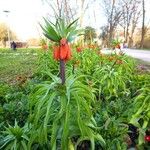 Fritillaria imperialisLeaf