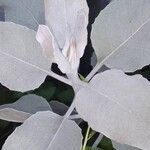 Solanecio cydoniifolius Leaf