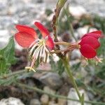 Oenothera suffrutescens പുഷ്പം