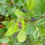 Cotoneaster integerrimus Frukt