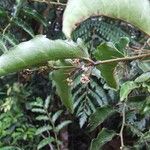 Amborella trichopoda Fruit