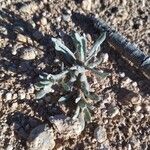 Bombycilaena erecta Leaf