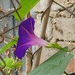 Ipomoea tricolor 花