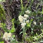 Pseudognaphalium californicum Flower