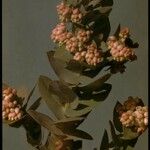Arctostaphylos pallida 花