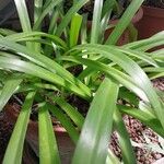 Hymenocallis caribaea Blatt