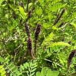 Amorpha fruticosaFlors