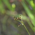 Fimbristylis autumnalis Flower