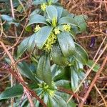 Daphne laureola Folha