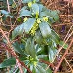 Daphne laureola Blad