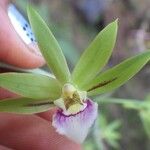 Eulophia euglossa Flower