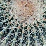 Ferocactus cylindraceus Blad