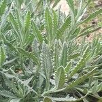 Lavandula dentata Ліст