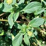 Gomphrena boliviana Hoja