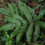 Pteris hamulosa Leaf