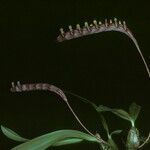 Bulbophyllum falcatum Hábito