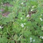 Chaerophyllum tainturieri Blüte