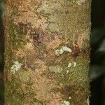Licania densiflora Bark