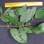 Miconia rubescens その他の提案