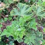 Pelargonium × asperum ഇല