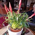 Billbergia nutans Blatt