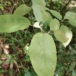 Solanum erianthum Hoja
