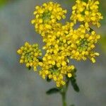 Alyssum bertolonii പുഷ്പം